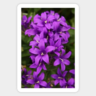 Clustered Bellflower Sticker